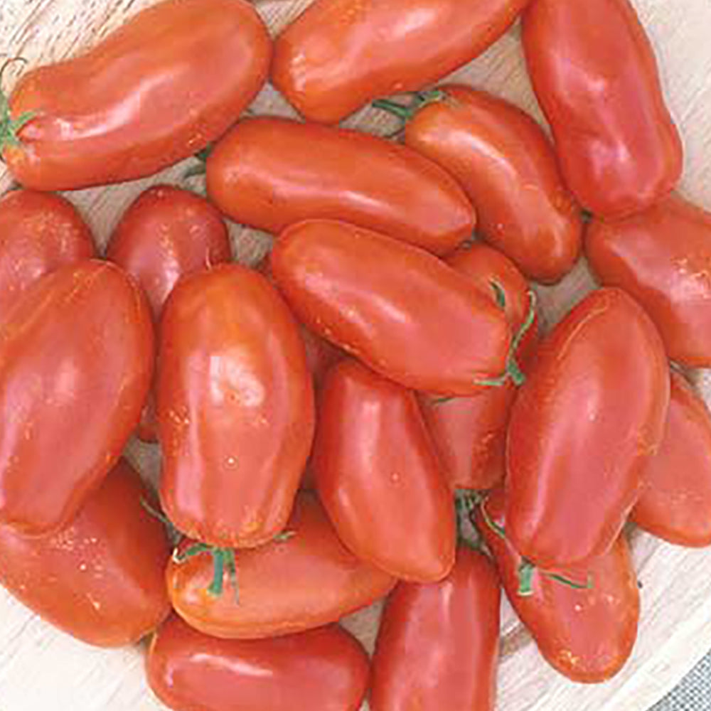 Paste Tomato Seeds | Tomato Growers Supply Company
