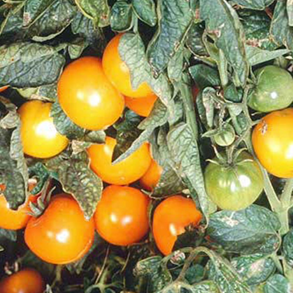 Orange Tomato Seeds | Tomato Growers Supply Co. – Tomato Growers