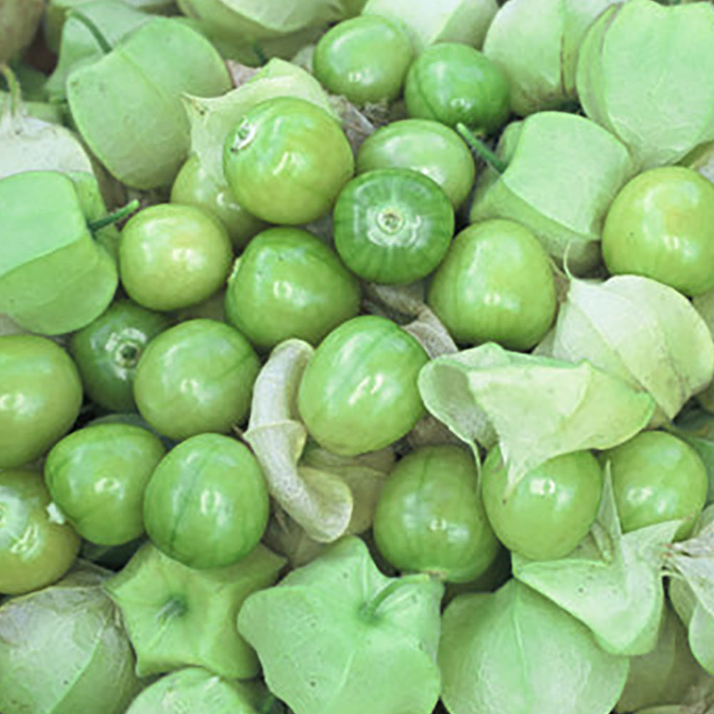 pineapple tomatillo plants for sale Pineapple Tomatillo – Tomato Growers Supply Company