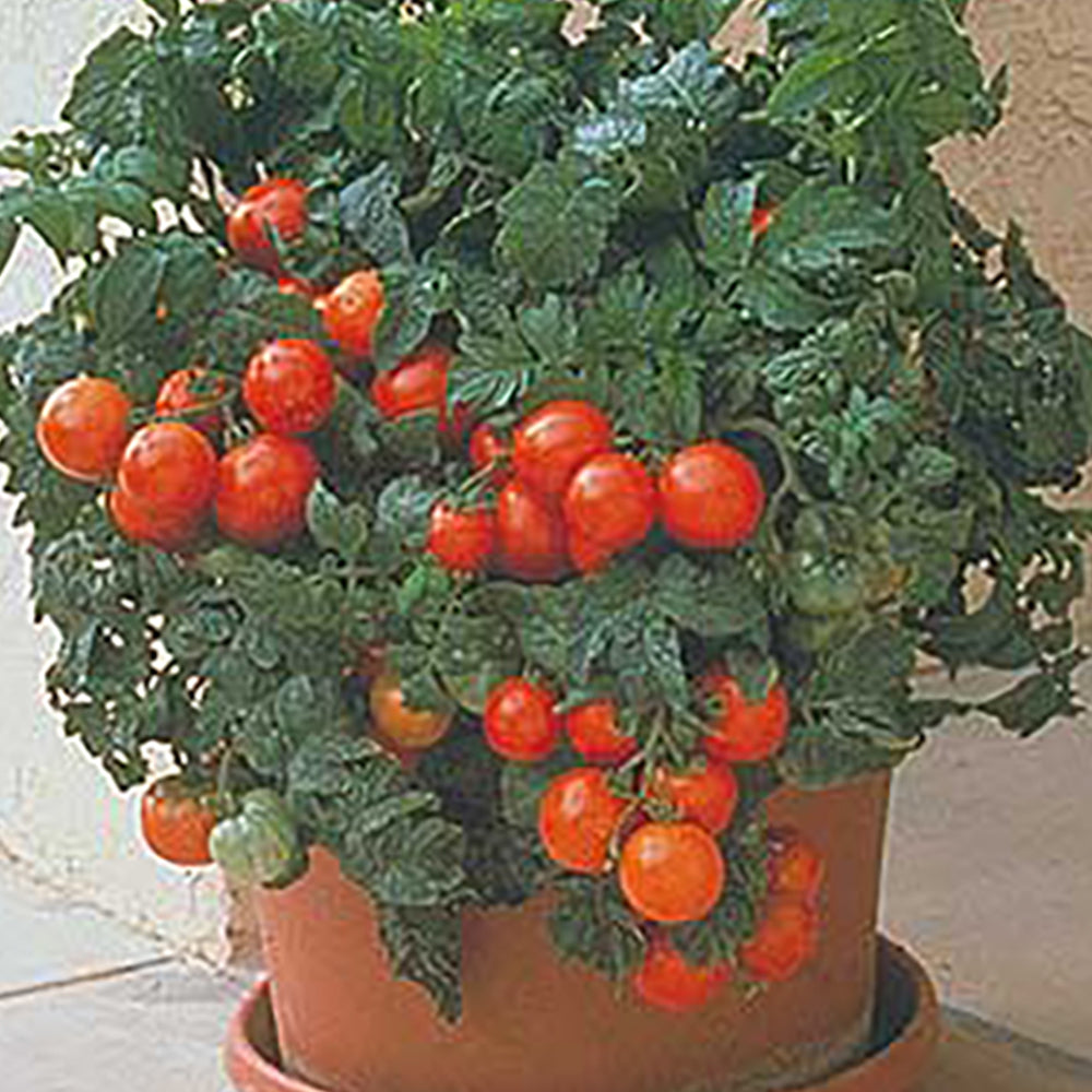 buy potted tomato plants Patio F Hybrid Tomato – Tomato Growers Supply Company