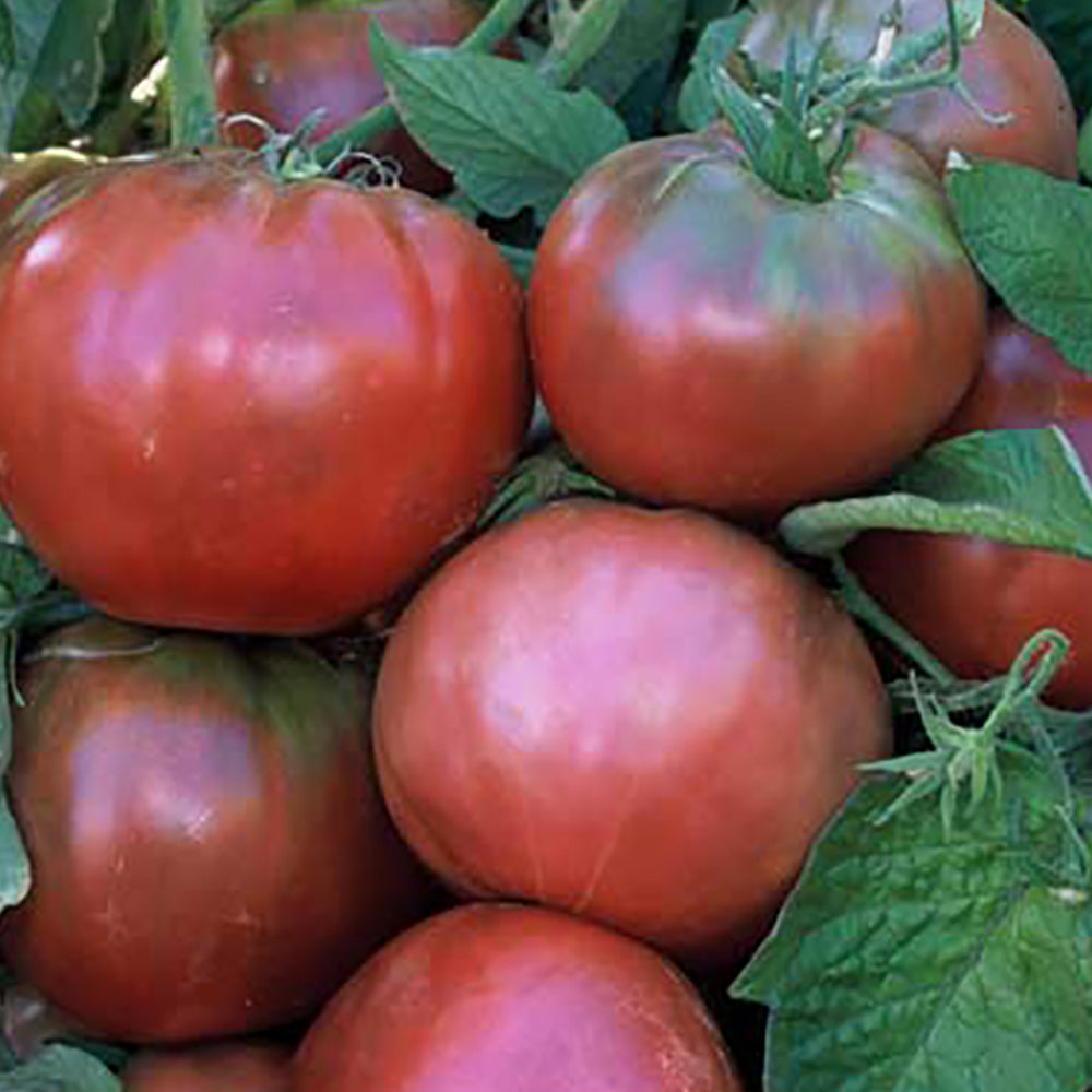トマト〻 6362_BlueFruitTomato_1000x.jpg