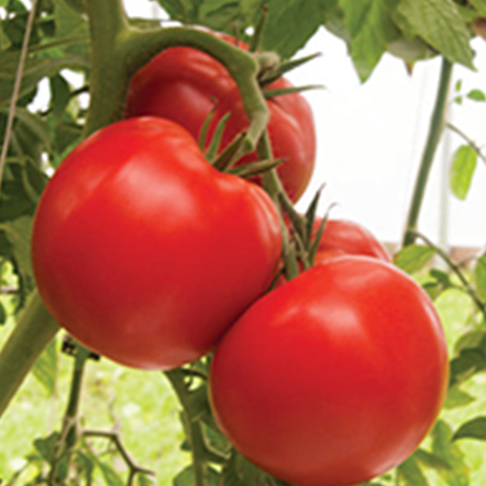 Tomatoes - Greenhouse – Tomato Growers Supply Company