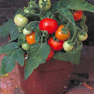 miniature tomato plant seeds Micro-Tom Tomato Seeds