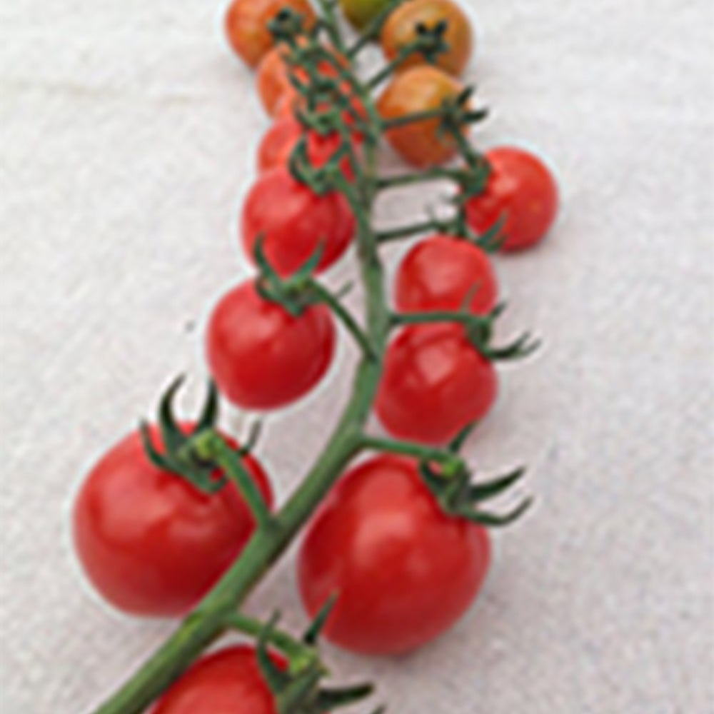 Rapunzel Hybrid Tomato – Tomato Growers Supply Company