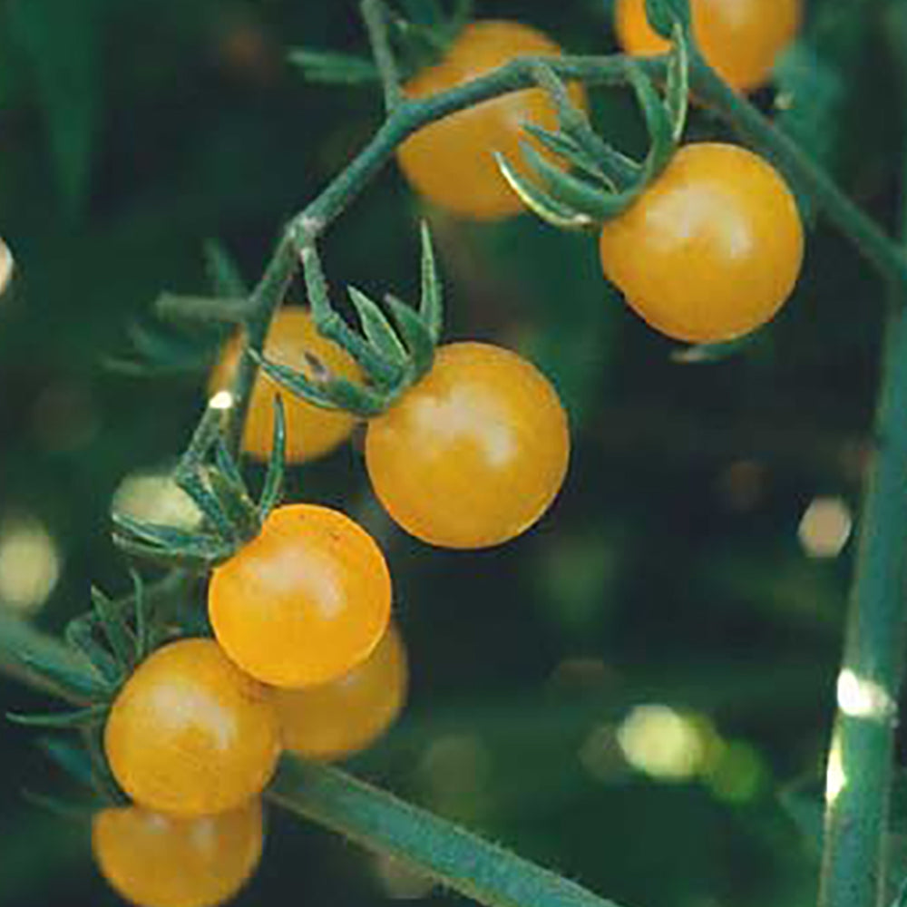 Orange Tomato Seeds | Tomato Growers Supply Co. – Tomato Growers
