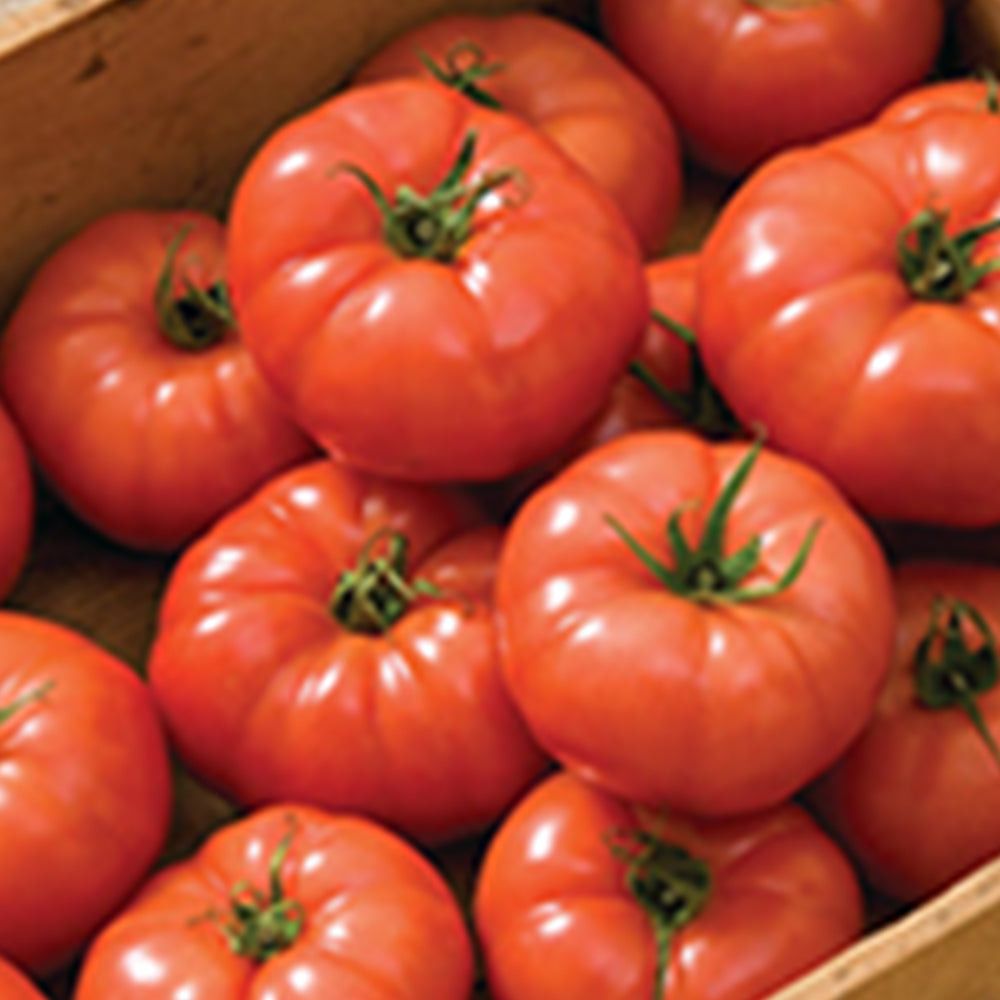 Tomatoes - Greenhouse – Tomato Growers Supply Company