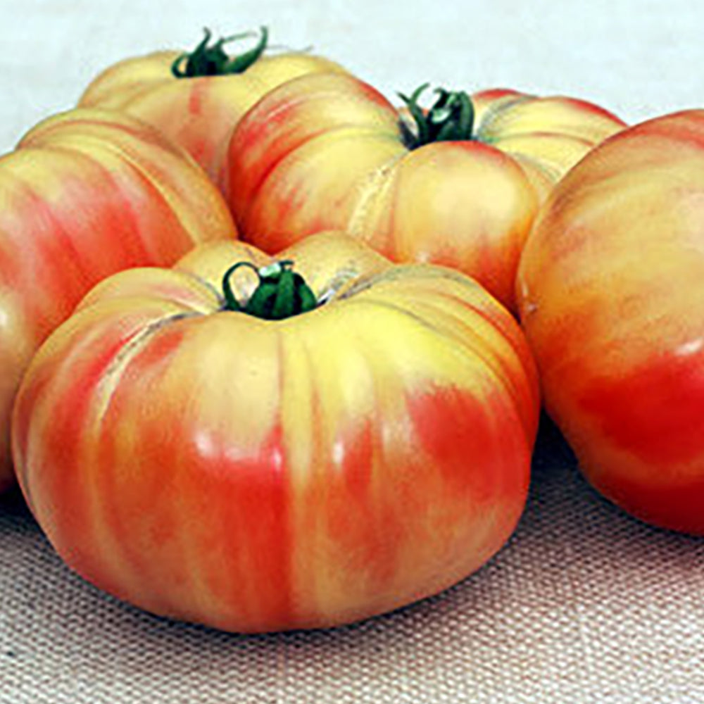 Bi-Color Tomato Seeds | Tomato Growers Supply Company