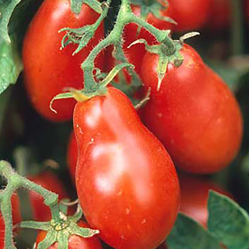 Paste Tomato Seeds | Tomato Growers Supply Company