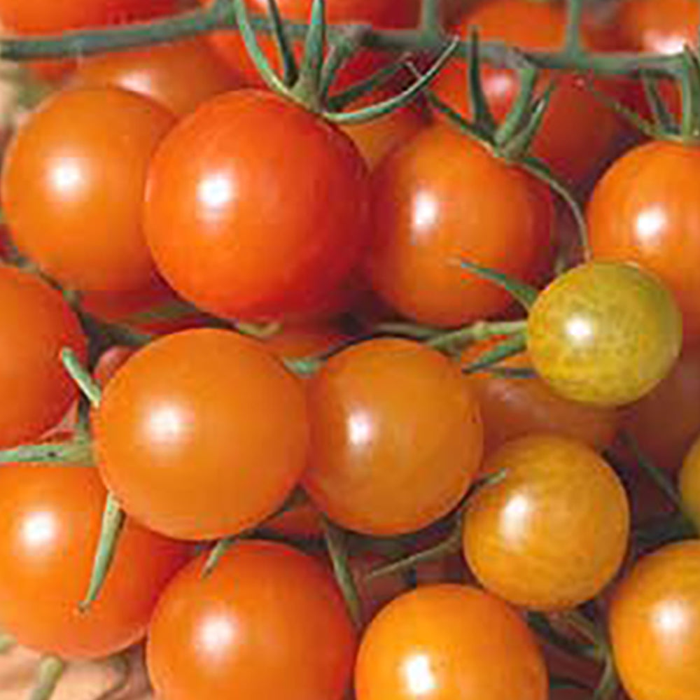 Orange Tomato Seeds | Tomato Growers Supply Co. – Tomato Growers