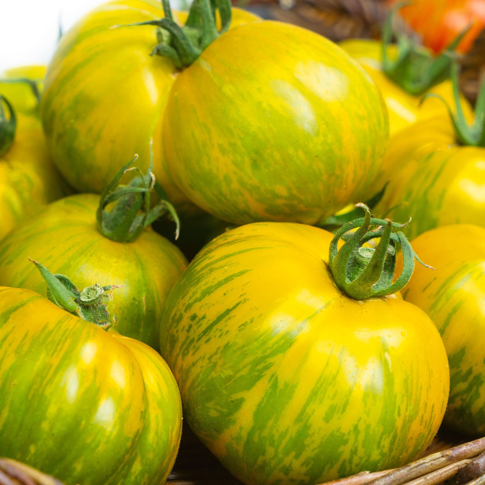 Green Tomato Seeds | Tomato Growers Supply Company