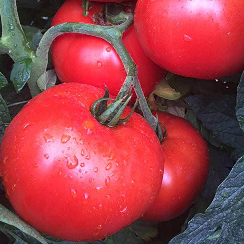 【tomato】 Jolene Hybrid Tomato – Tomato Growers Supply Company