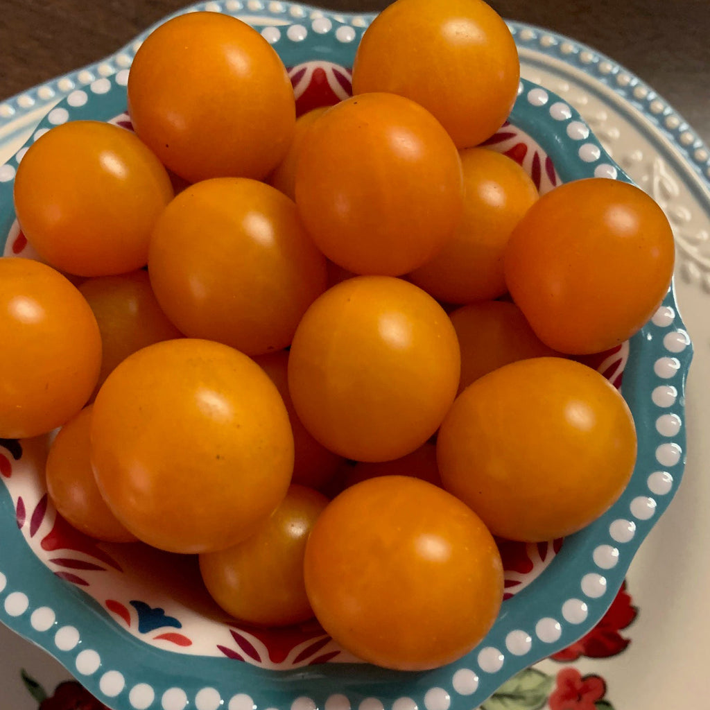 Orange Tomato Seeds | Tomato Growers Supply Co. – Tomato Growers