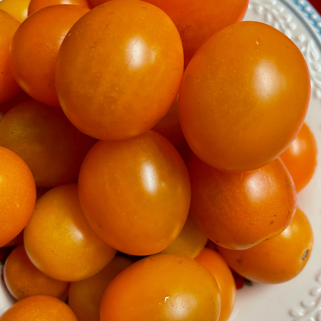 トマト☺︎ Orange Zinger Tomato (Treated Seed) | Seedway