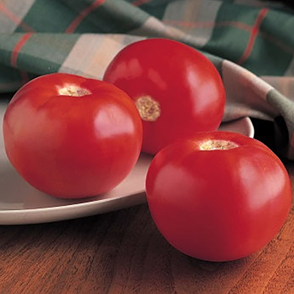 All Tomato Seeds | Tomato Growers Supply Company – Page 3