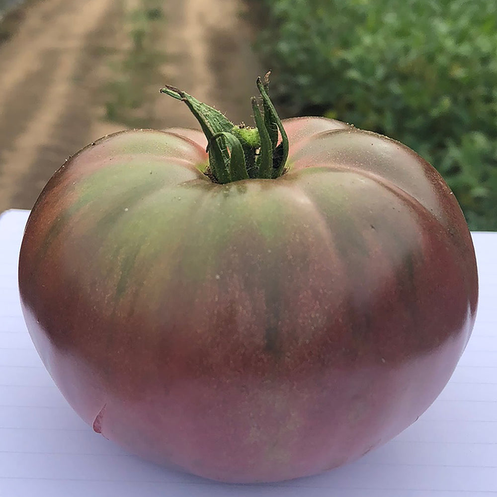 All Tomato Seeds | Tomato Growers Supply Company – Page 3