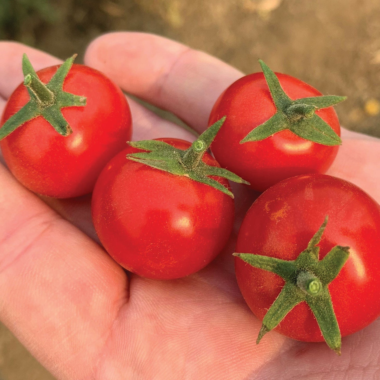 Small-Fruited Tomato Seeds | Tomato Growers Supply Company – Page 2