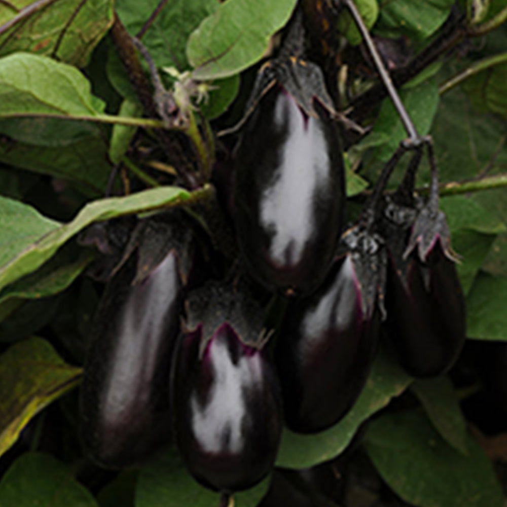 Eggplant - Purple – Tomato Growers Supply Company
