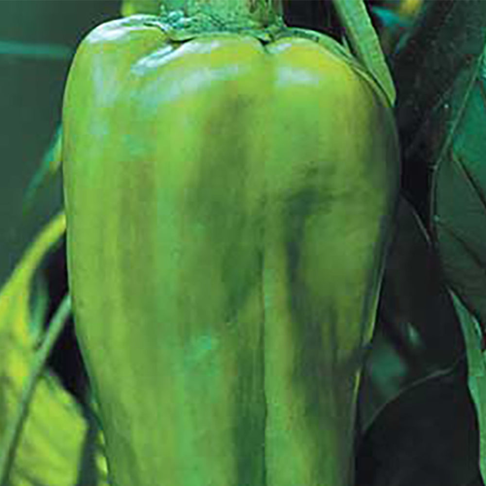 bird of paradise plant big Large Bird of Paradise Plant main image 0
