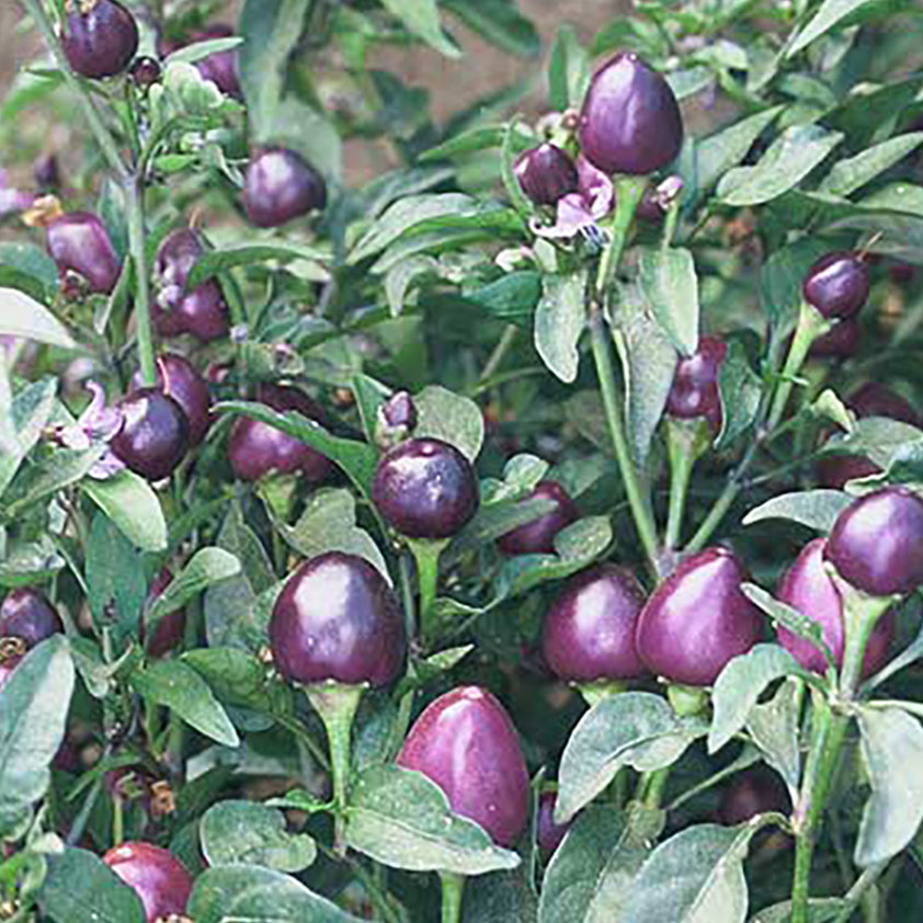 Pretty Purple Pepper Pepper – Tomato Growers Supply Company