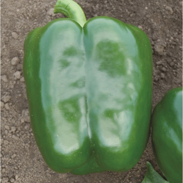 Green bell pepper