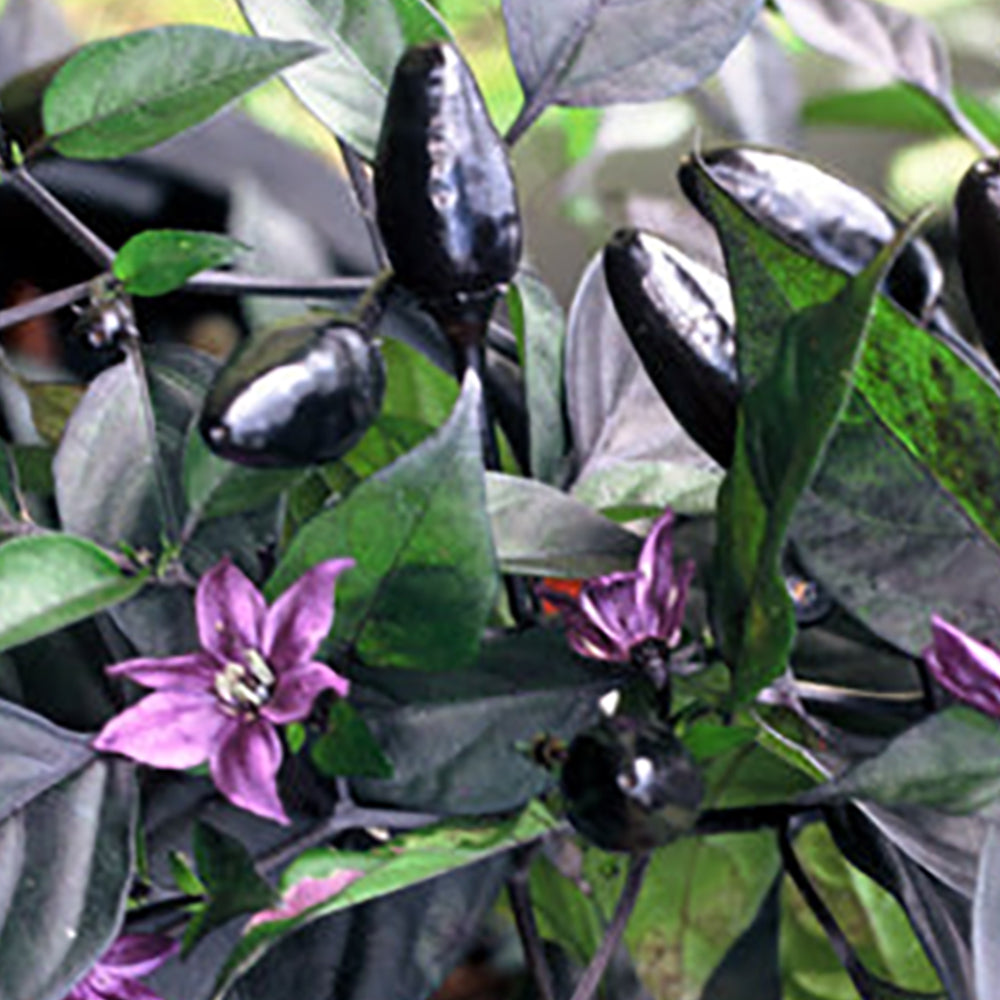 black pepper seeds planting Royal Black Pepper