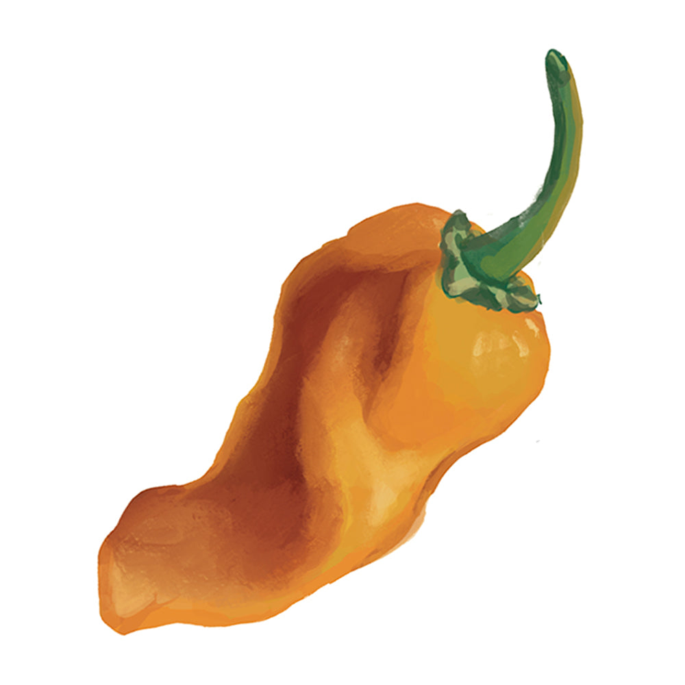 Chichen Itza brand of PX 11459057 Hybrid Pepper | Tomato Growers
