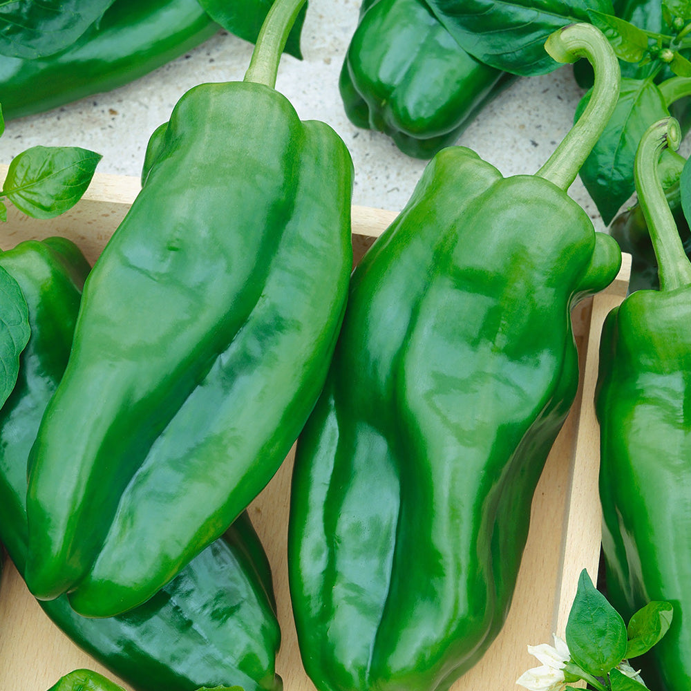 Products – Tomato Growers Supply Company