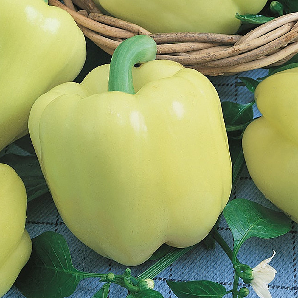 Diamondbacks Pepper Diamond Pepper Seeds | Tomato Growers – Tomato Growers Supply Company
