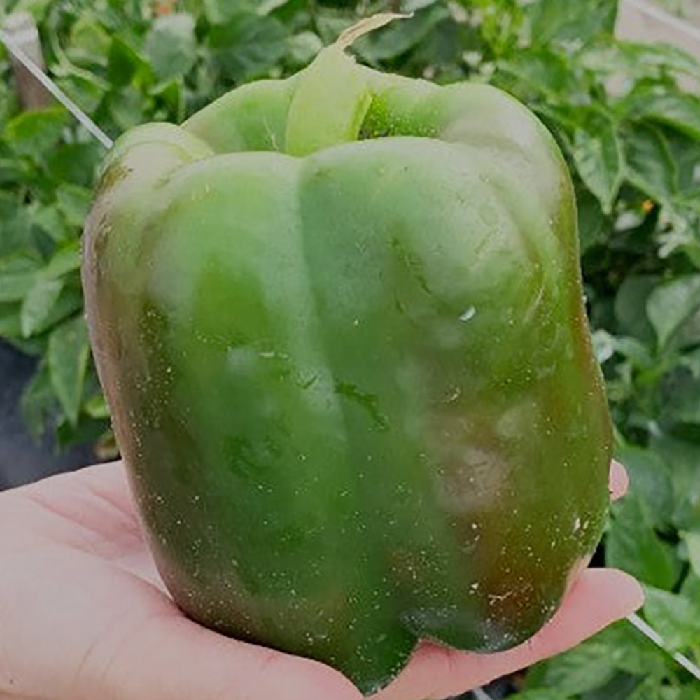 King George Hybrid Pepper