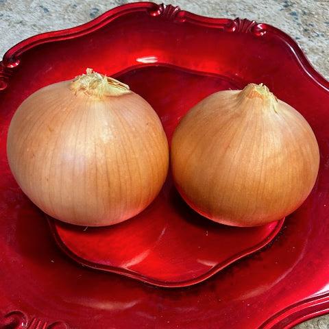 Candy Hybrid Onion