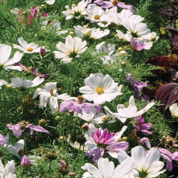 Cosmos Dwarf Sensation Flower Mix