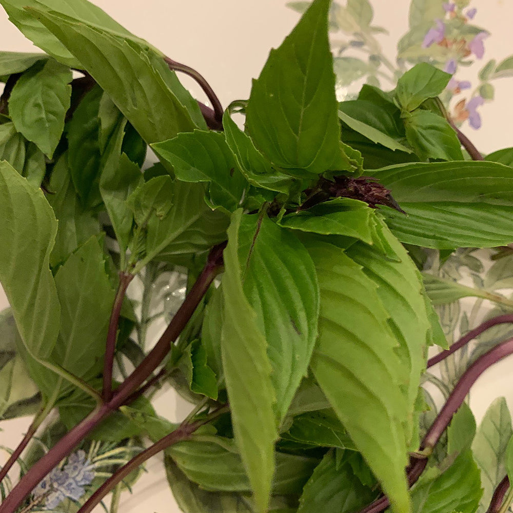 basil cinnamon plant Cinnamon Basil