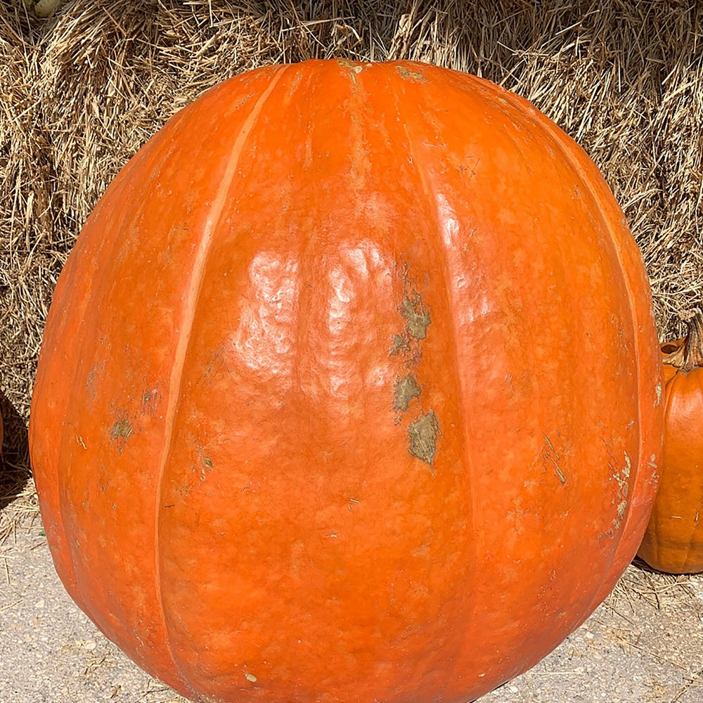 Pumpkin Seeds | Tomato Growers Supply Company