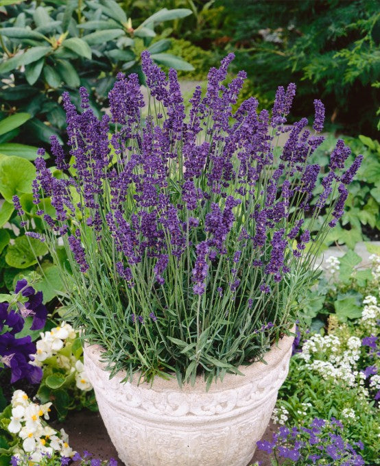best lavender plant to buy Lavender Vera Flower