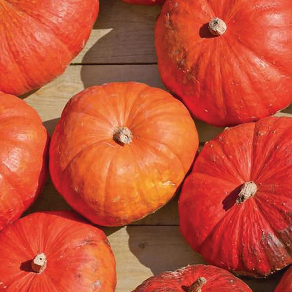 Pumpkin Seeds | Tomato Growers Supply Company