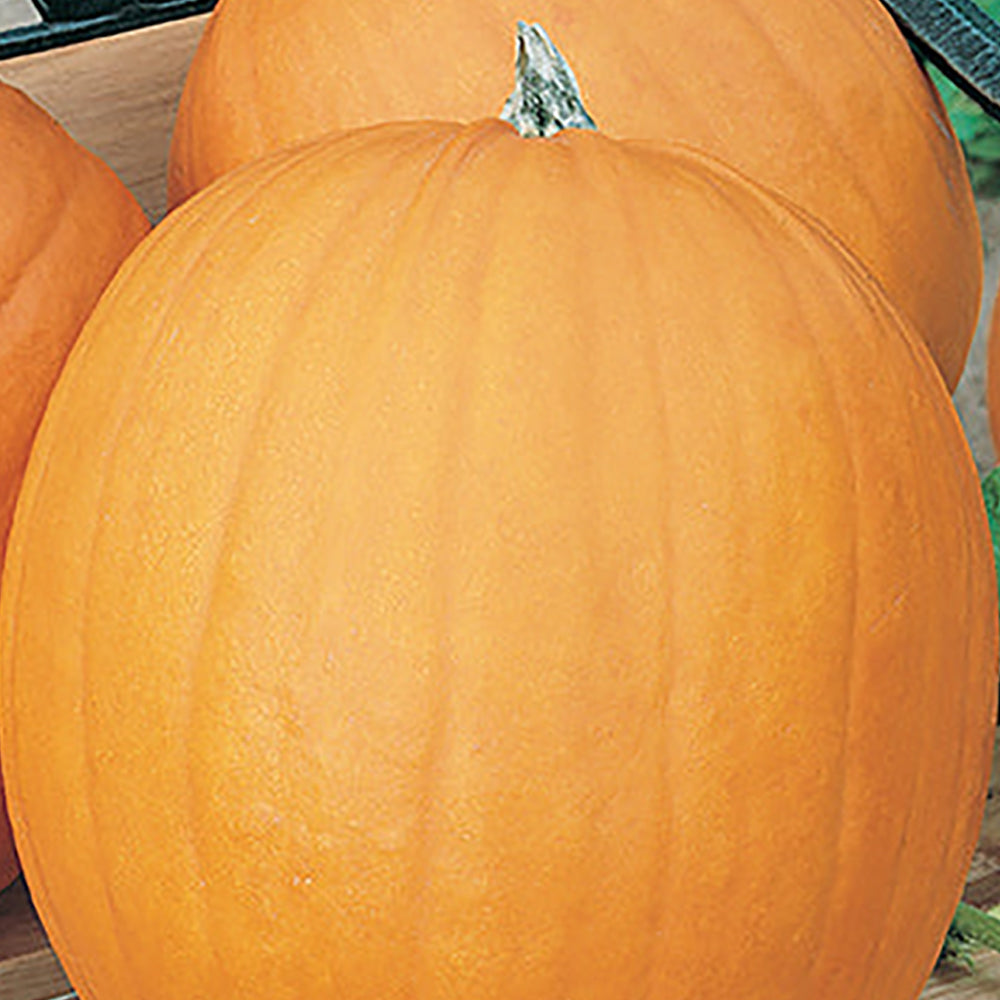Pumpkin Seeds | Tomato Growers Supply Company