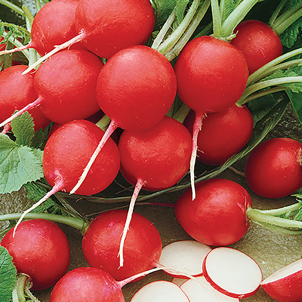 Radishes – Tomato Growers Supply Company