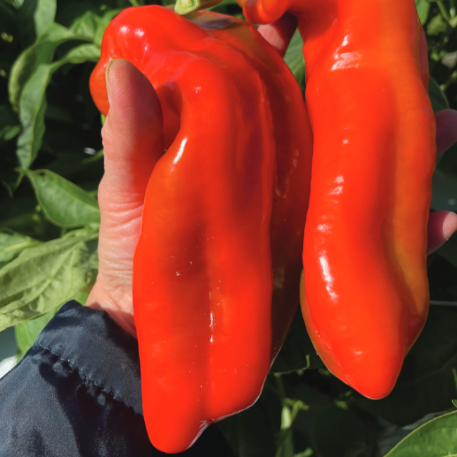 Red Impact Hybrid Pepper – Tomato Growers Supply Company Red Impact Hybrid Pepper – Tomato Growers Supply Company
