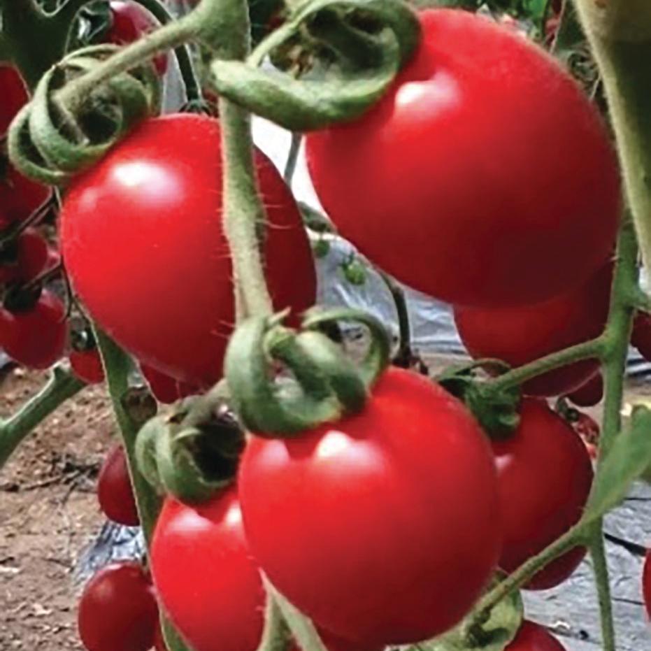 SunBunch Tomato