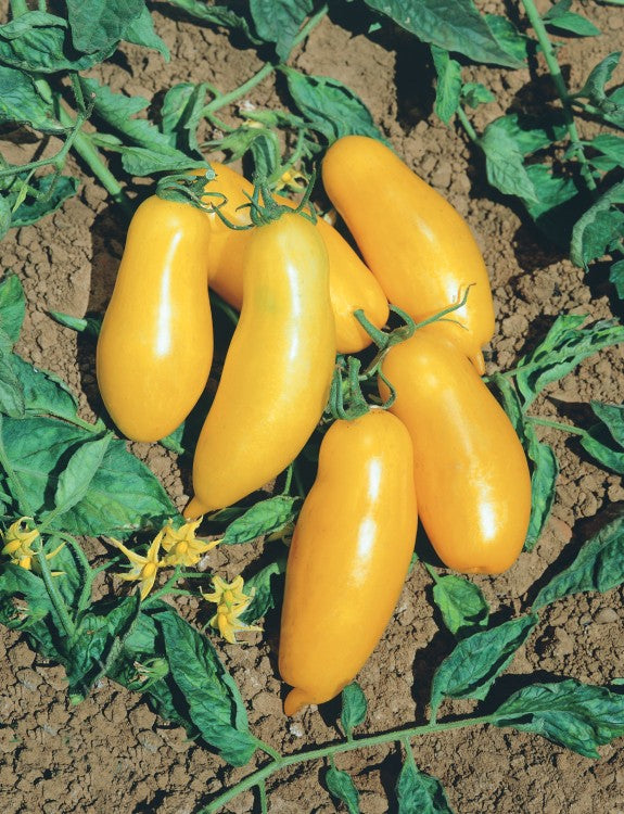 Banana Legs Tomato Tomato Growers Supply Co. Tomato Growers Supply