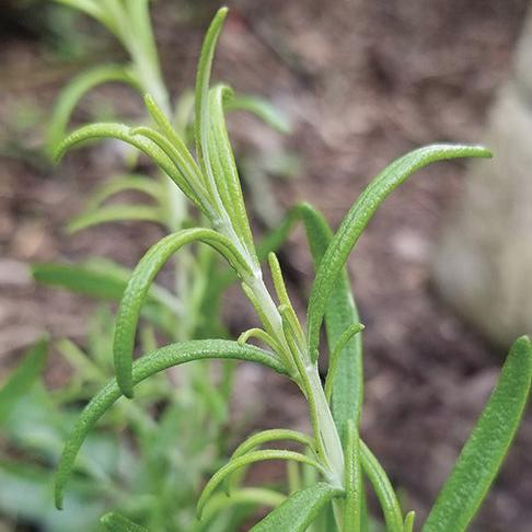 Rosemary Herb