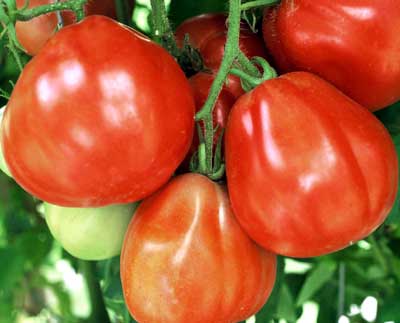 Italian Pear – Tomato Supply Company