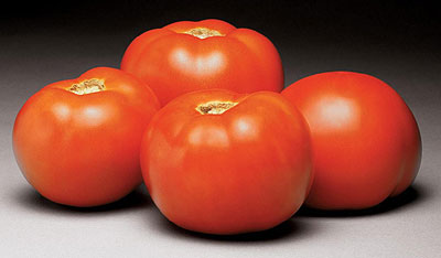 Better Bush VFN Hybrid Tomato – Tomato Growers Supply Company