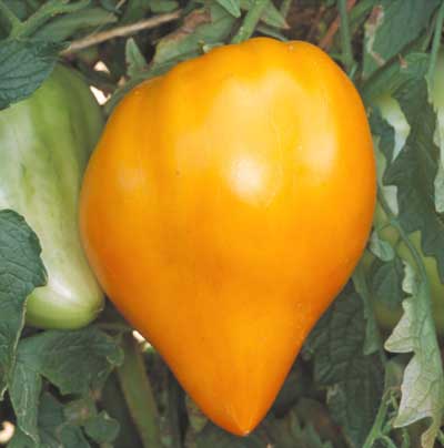 orange strawberry tomato seeds Orange Strawberry Tomato