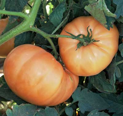 pineapple tomato plant size Hawaiian Pineapple Tomato