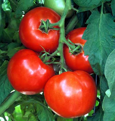Celebrity tomato plants (Celebrity tomato, Celebrity tomato plant) Celebrity tomato plants