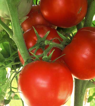 All Tomato Seeds | Tomato Growers Supply Company – Page 25