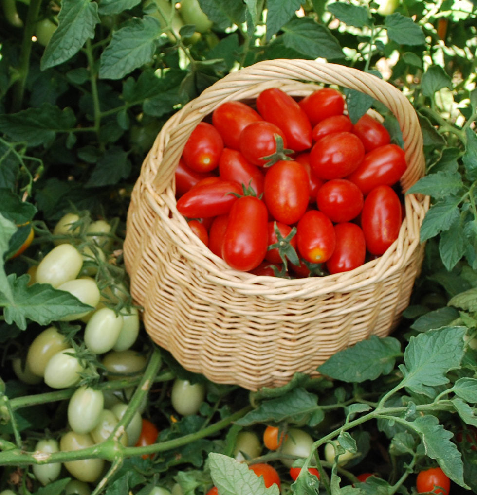 All Tomato Seeds Tomato Growers Supply Company Page 28