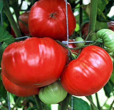 potato tomato plant seeds German Johnson Potato Leaf Tomato