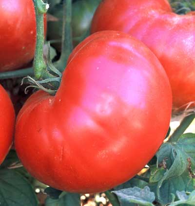 Pink Ponderosa Tomato